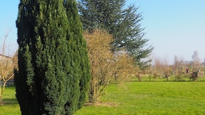 Un área verde bien cuidada con un gran árbol de coníferas y un árbol de hojas caducas más pequeño.