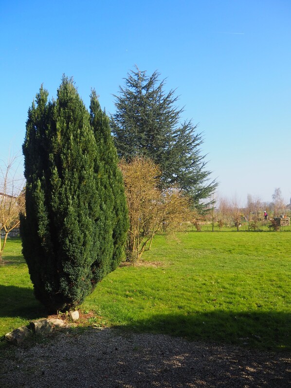 A well-maintained grassy area with a large coniferous tree and a smaller deciduous tree. - Les Buis  (Sainghin-en-Weppes)
