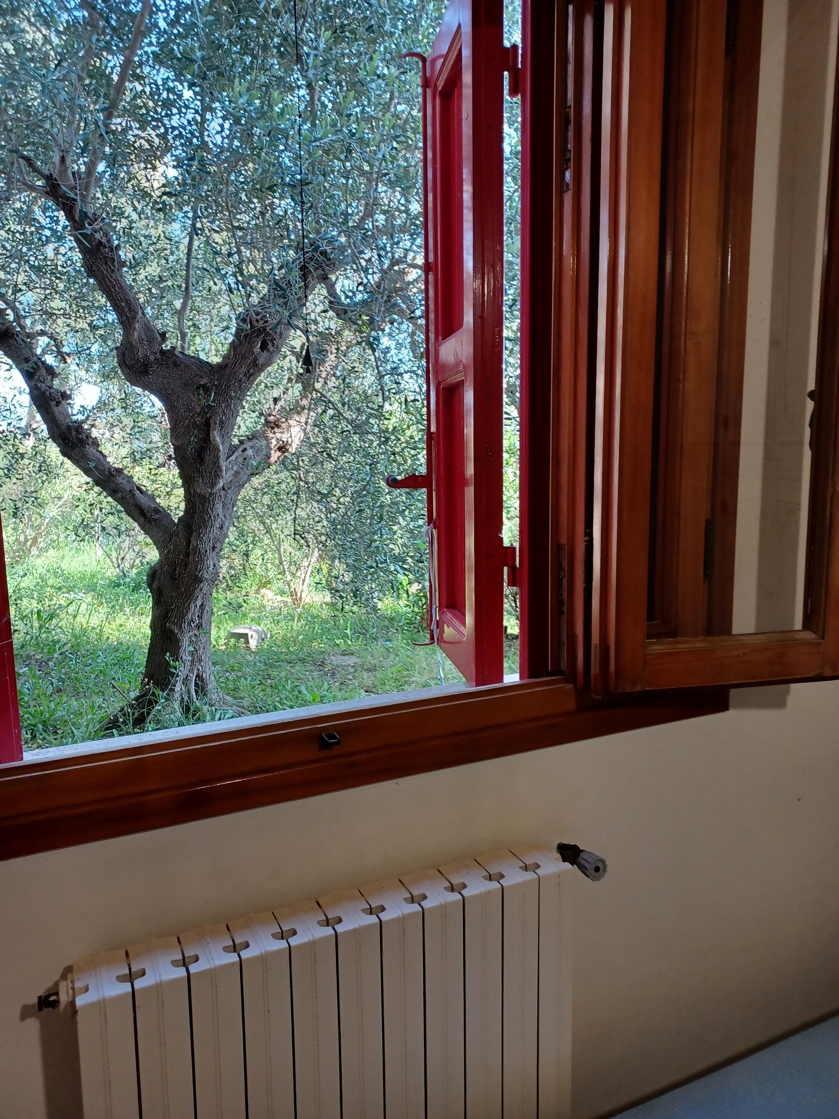 Une fenêtre avec un cadre rouge donnant sur un arbre.