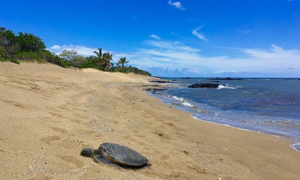 A beach with a turtle on the sand and ocean waves. - Fairway Villas Waikoloa G31 2 Bedroom Villa (Waikoloa)