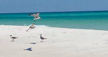 Called Out Seasick: New,Affordable,5bd 3ba, 30A,PSJ,Dogs Ok,Beach & Bay Access