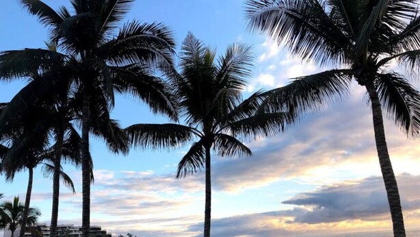 A beach with palm trees and a view of the ocean. - Casa Angel - Puerto Naos (Puerto de Naos)