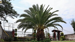 A well-maintained garden with a prominent palm tree, a stone wall, and a metal fence. - La Palma, Suites Campestres (Jocotitlán)