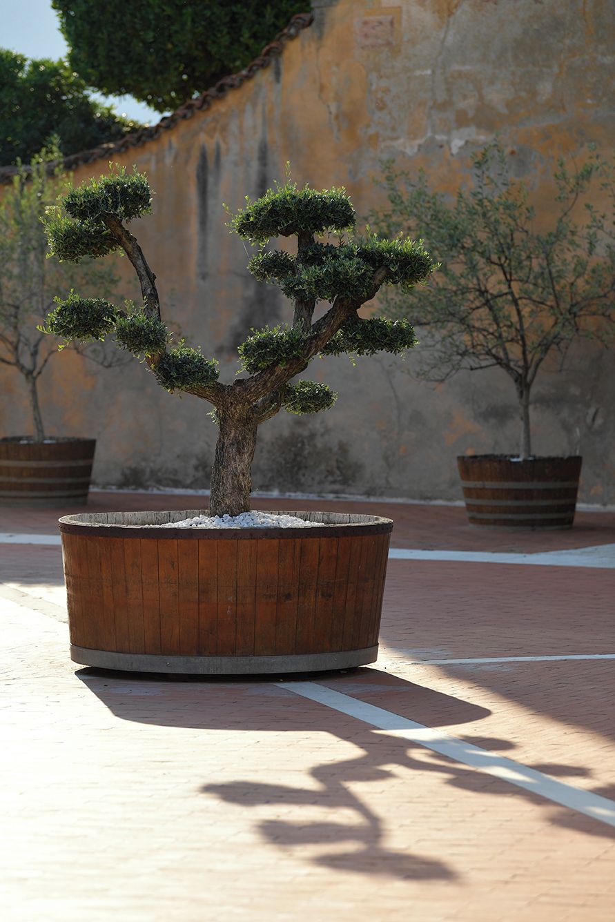 A bonsai tree in a wooden pot on a paved surface with a stone wall in the background.