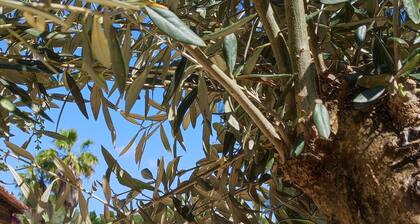 Provencal house with swimming pool - 4 bedrooms / 10 people - Saint-Raphaël (Var)