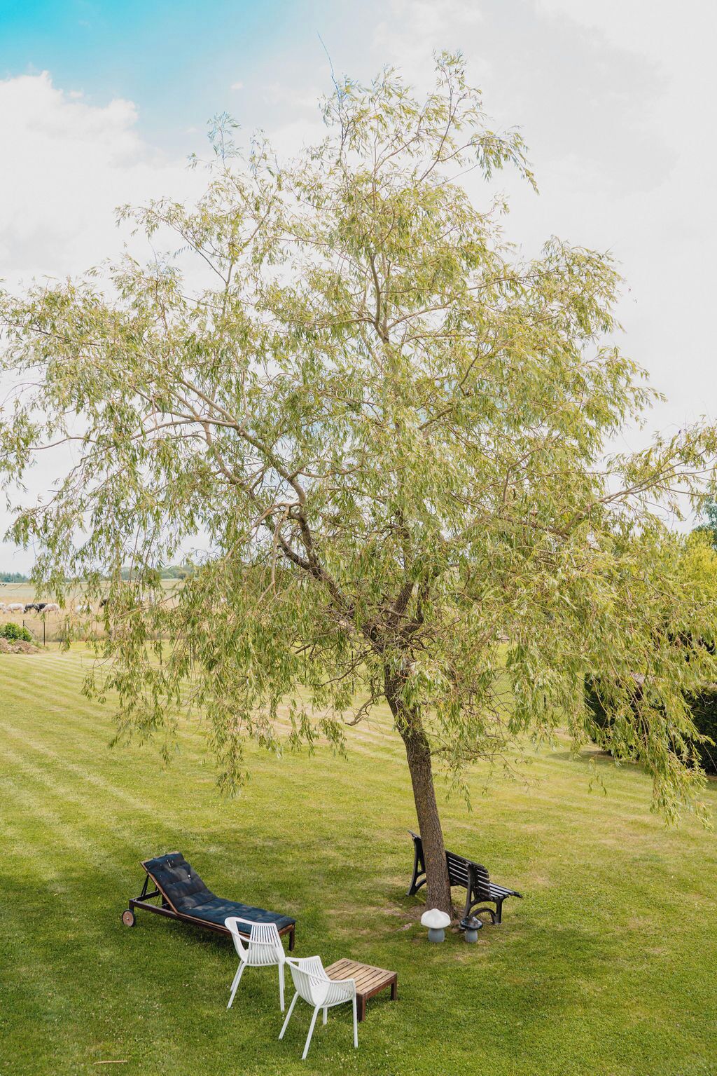 Une pelouse bordée d’arbres, avec un fauteuil de jardin, un banc et une petite table.