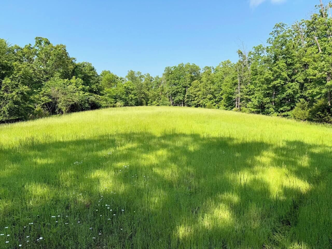 A grassy field with trees in the background.