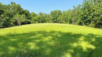 A grassy field with trees in the background.