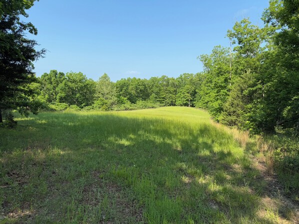 A grassy field with trees in the background.