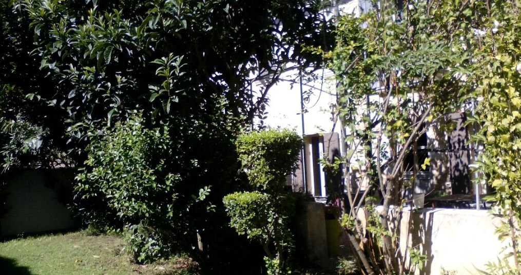 A garden area with dense foliage and a stone wall.