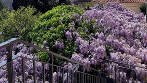 A building with a tiled roof, surrounded by greenery and purple flowers. - The studio with its large, unoverlooked terrace, in a quiet location with private parking (Saint-Estève)