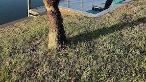 Zona junto a la piscina con una palmera, un suelo de hormigón y sillas de descanso.