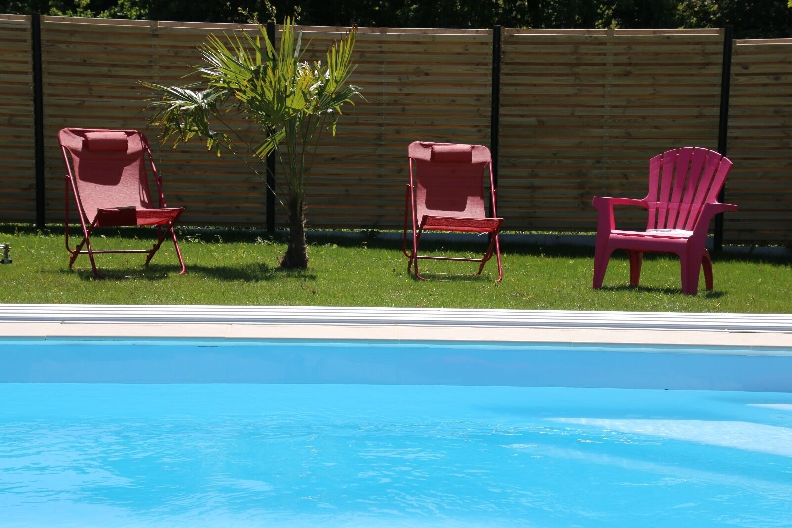 A swimming pool with three red chairs and a palm tree.