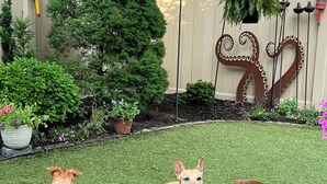 A backyard with artificial grass, potted plants, and a decorative metal sculpture.