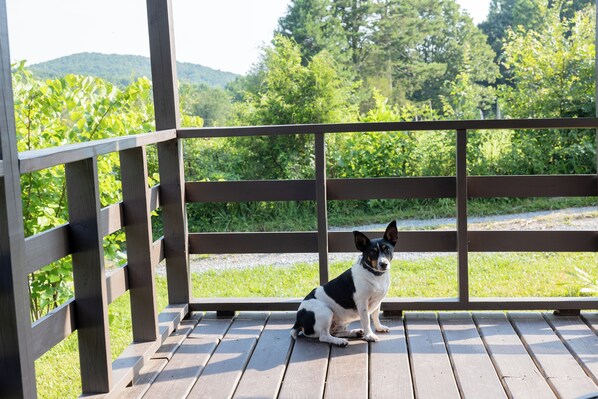 A dog sitting on a wooden deck with a railing, overlooking a grassy area and trees.