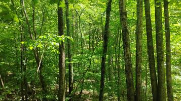 A dense forest with tall trees and a ground covered in green foliage.