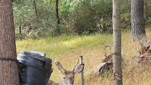 A deer standing near a tree and a black barrel in a wooded area with scattered logs. - Charming 3-bedroom cabin with WiFi, AC in tranquil Waterville (Waterville)