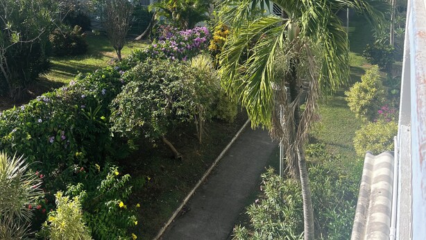 Ein Garten mit Palmen und verschiedenen Pflanzen, ein Weg und ein Gebäude mit mehreren Fenstern im Hintergrund.