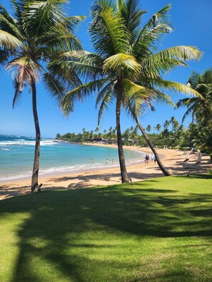 Ein Strand mit Palmen, sandigem Ufer und dem Meer.