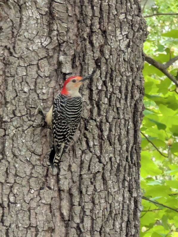 Un pájaro posado sobre el tronco de un árbol.