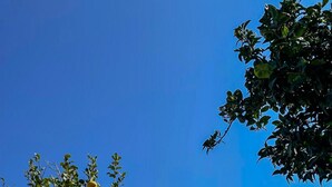 A modern building with balconies and a tree with lemons in front. - Villa the Scent of Oranges (Eboli)