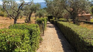 Ein Kopfsteinpflasterweg, gesäumt von ordentlich geschnittenen Hecken und Olivenbäumen, führt zu einem Steinhaus mit einem Ziegeldach.