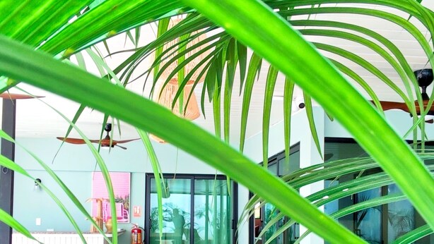 Un interior moderno con una mesa de comedor de madera, ventanas amplias y plantas tropicales.