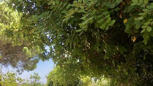 A white vintage car parked under a tree in a garden with potted plants and a barbecue area. - Richiami di Sicilia (Modica)
