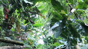 Una scala di legno immersa nel verde, circondata da fitta vegetazione e tronchi ricoperti di muschio.