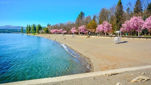 A beach with clear blue water, a sandy shore, and cherry blossom trees lining the beach. - Charming 2-bedroom bungalow in the heart of Coeur d'Alene with backyard oasis (Coeur d'Alene)