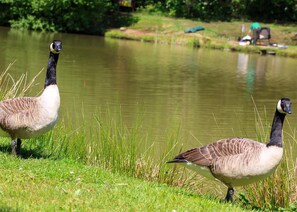 Miscellaneous - 1 bedroom accommodation in Battle (Battle)