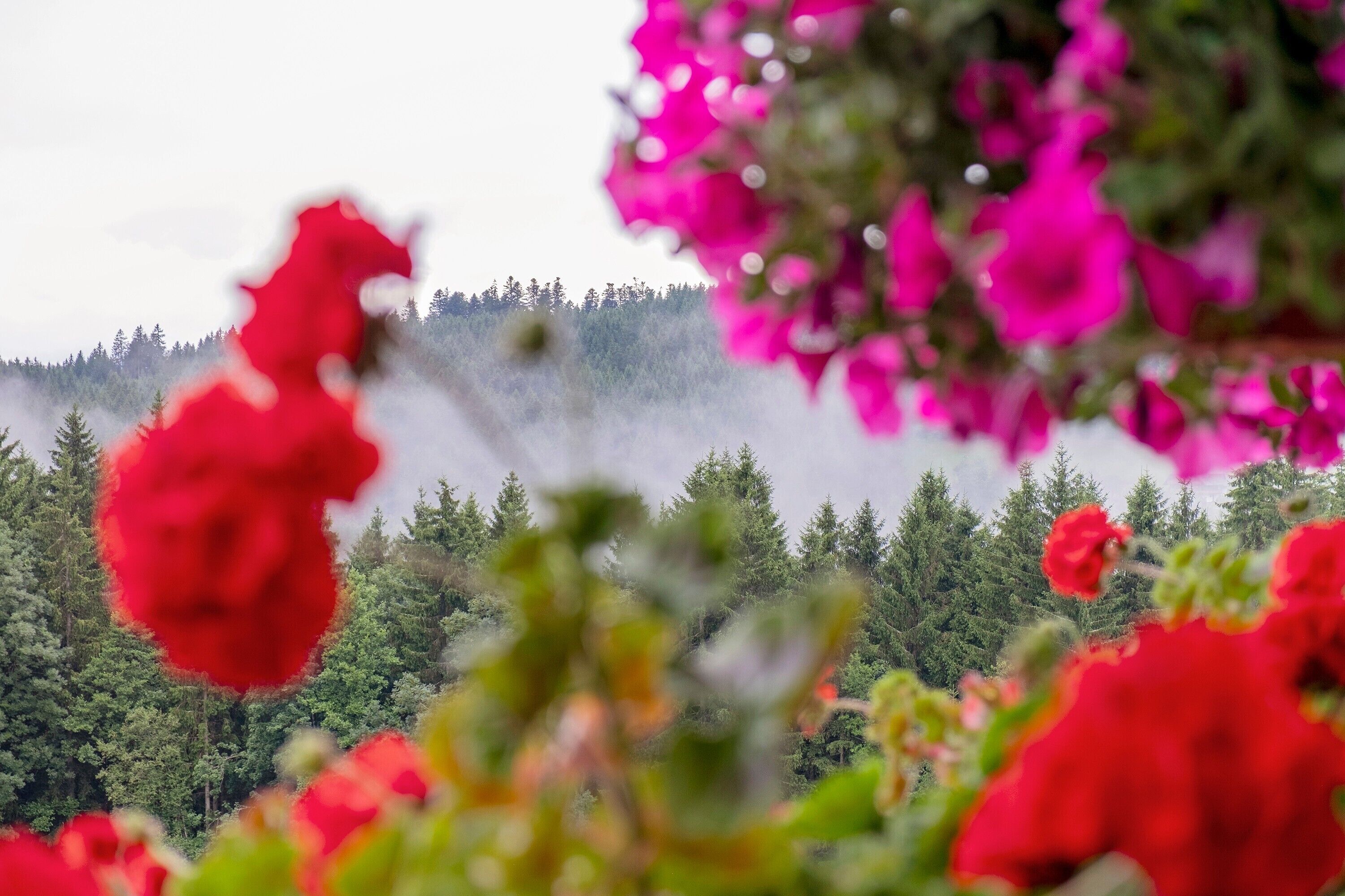 Ein bewaldeter Berghintergrund mit roten Blüten im Vordergrund.