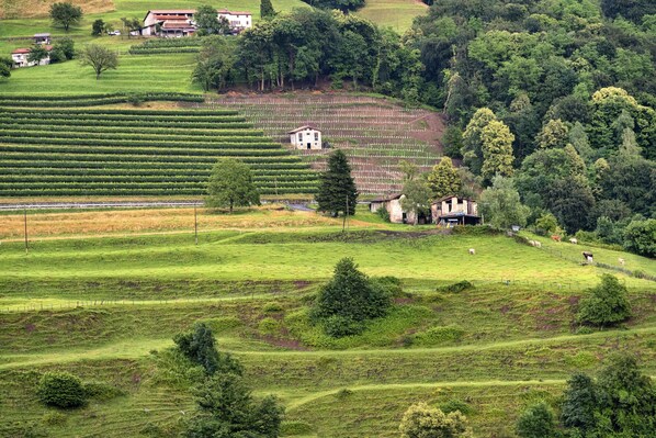 Paesaggio rurale con campi a terrazza, una casetta e alcuni animali.