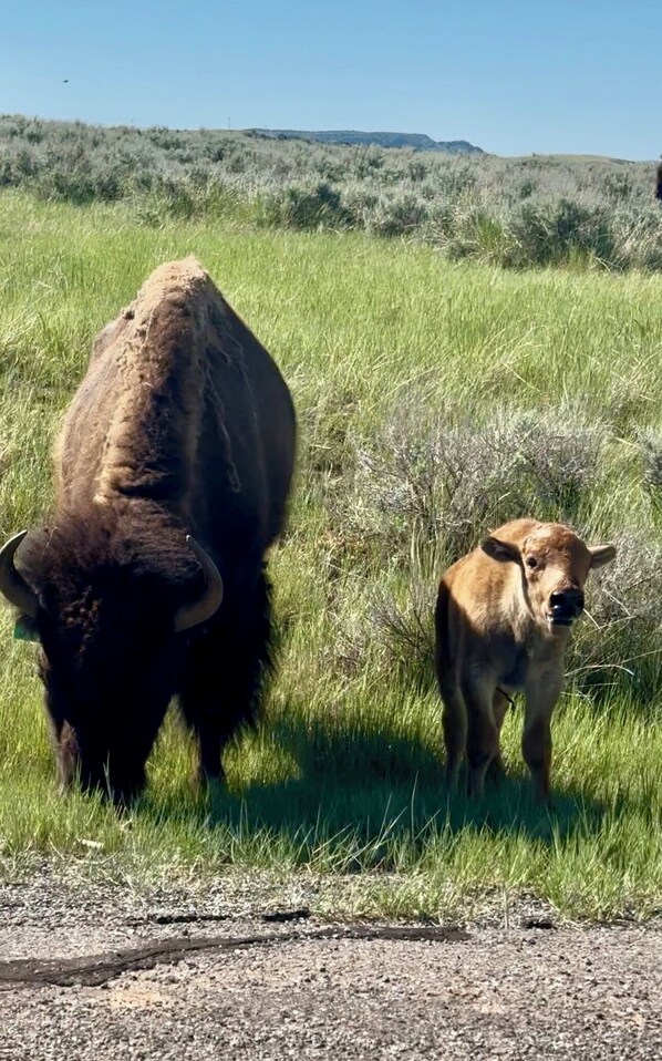 A bison and a calf in a grassy field with a clear sky. - Elk Antler Inn (Thermopolis)
