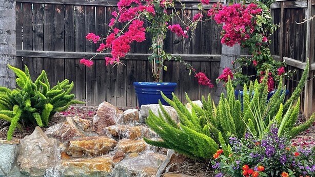 Ein Garten mit kleinem Pool, Felswasserfall und verschiedenen Pflanzen, darunter Kakteen und blühende Blumen.