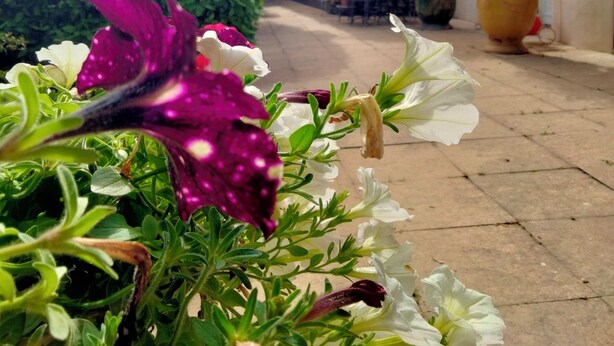 A narrow street with potted plants and flowers, a building with shutters, and a clear sky. - Clos saint Joseph (Orange)