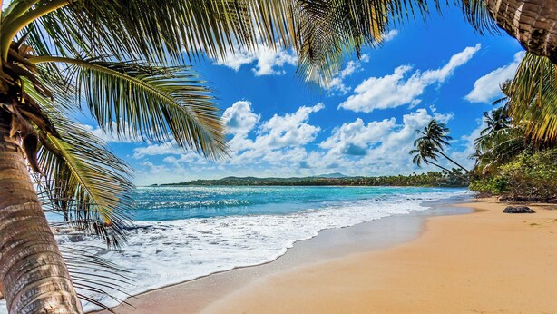 Une plage avec une eau d’un bleu limpide, des palmiers et une rive sablonneuse.