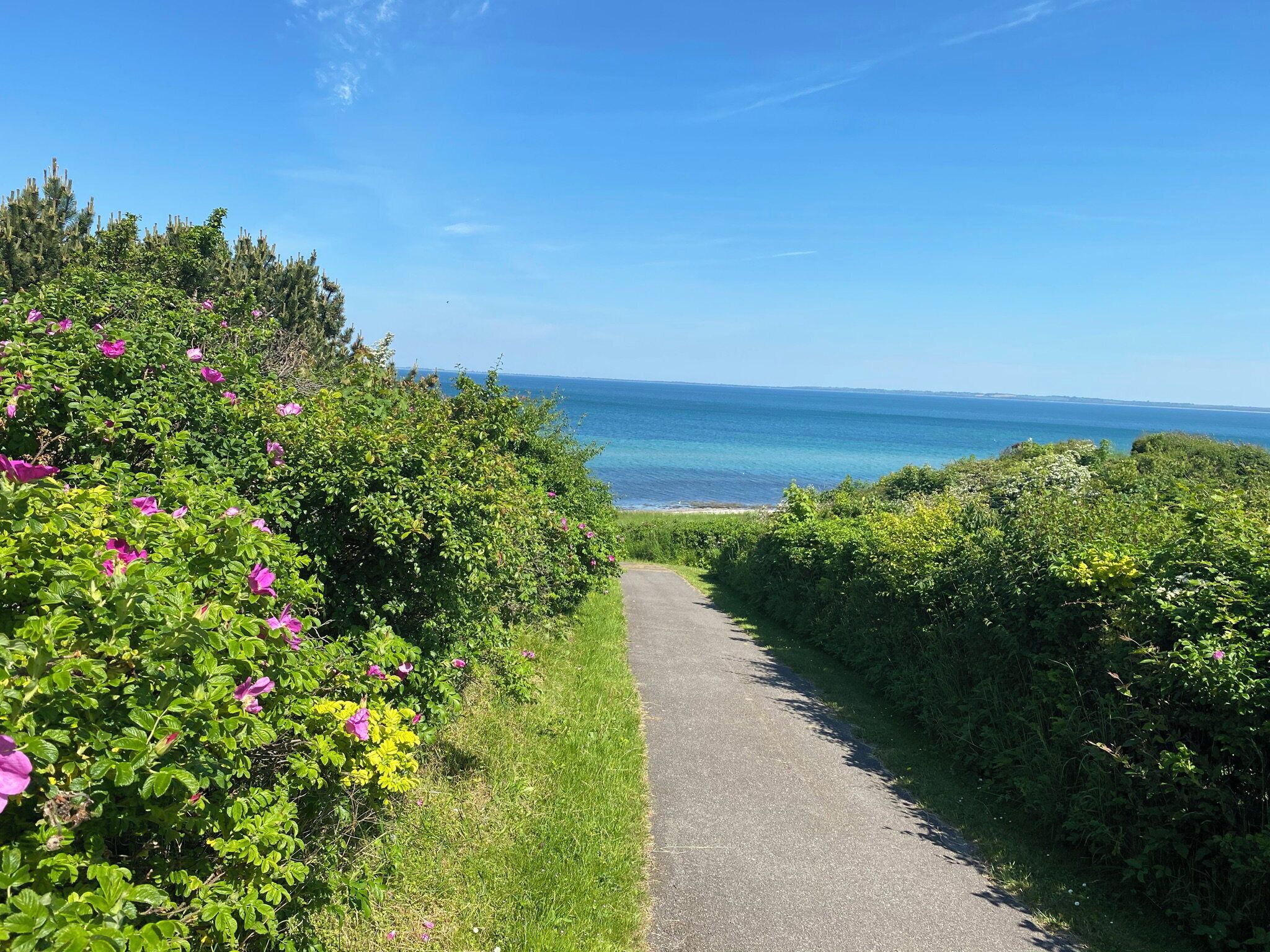 En asfalteret sti der fører ned til en strand, med frodig vegetation og blomster til venstre.