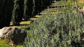 A garden with tall cypress trees and a variety of shrubs. - Le Case di Cardellino - AgriSpa (Sclafani Bagni)