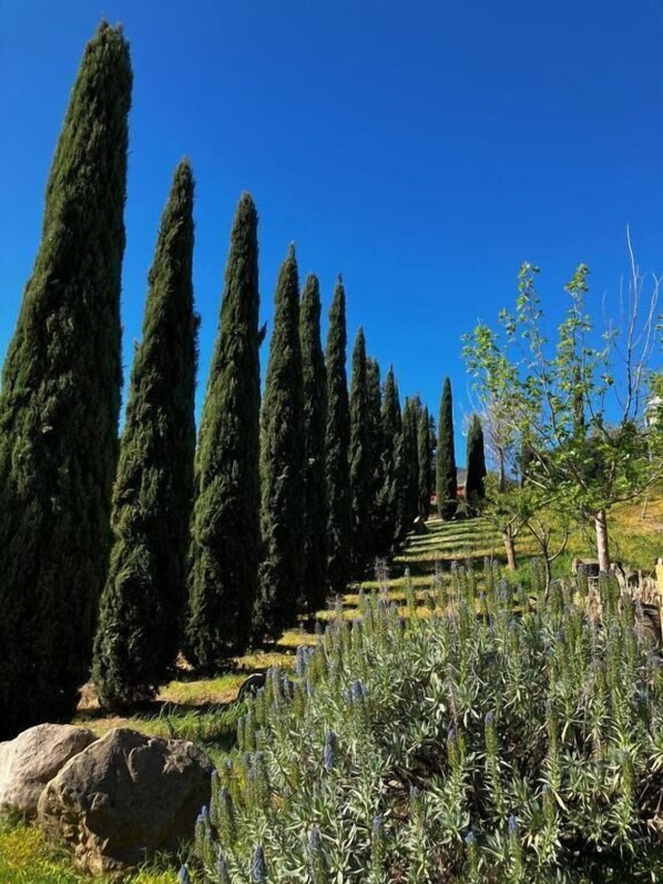 A garden with tall cypress trees and a variety of shrubs.