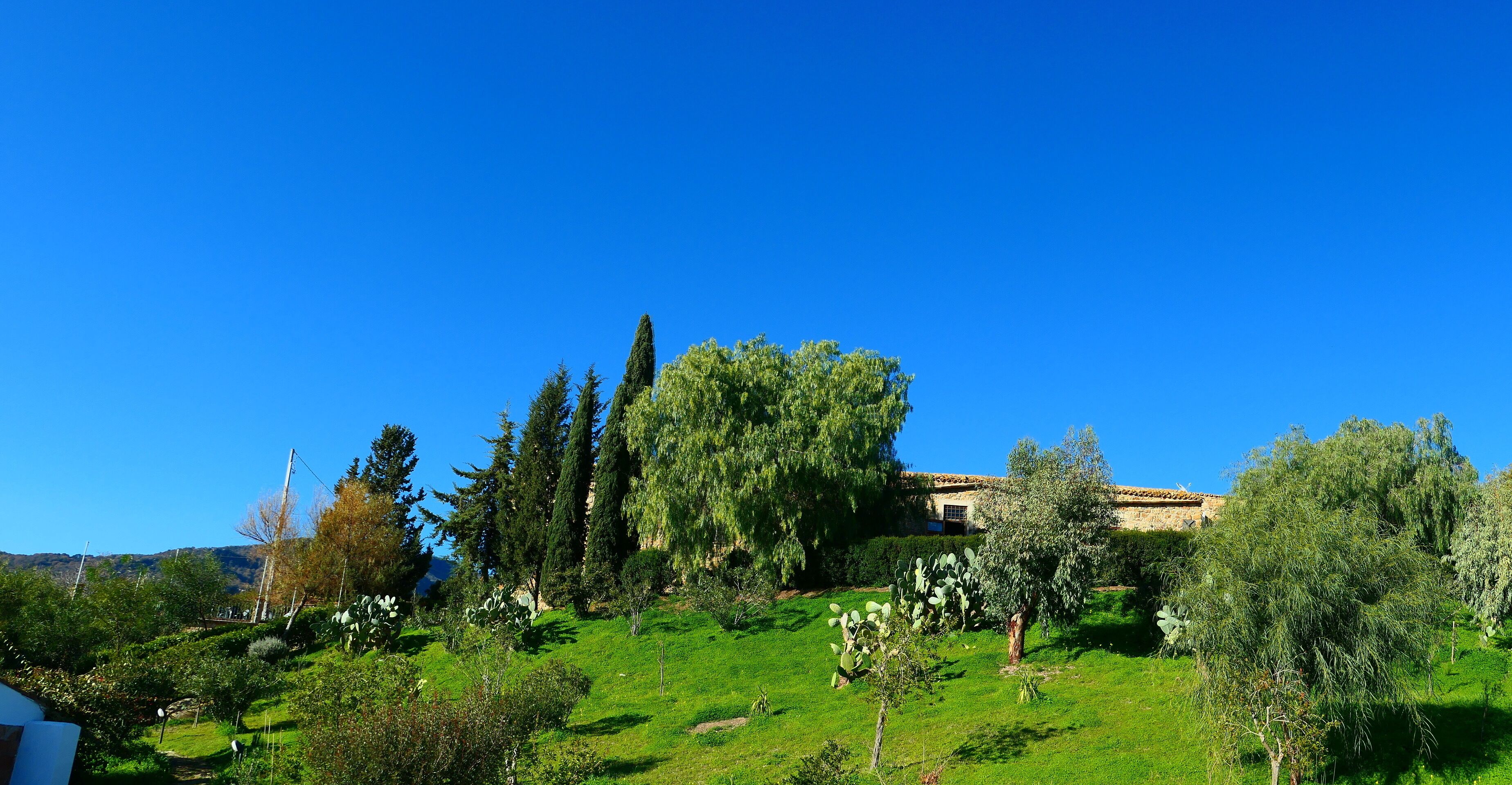 A lush green landscape with a variety of trees and a building with a tiled roof.