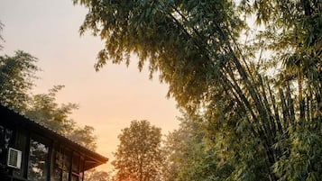 A paved pathway leading to a traditional building with a tiled roof, surrounded by bamboo and potted plants.