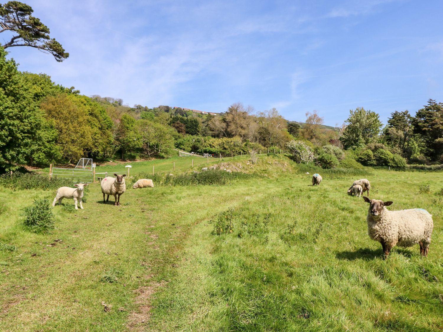 A grassy field with sheep and trees in the background.