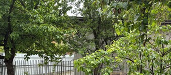 Urban Wing 