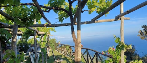 Relax among lush grapevines and take in the serene sea views.