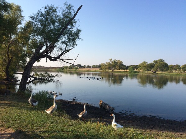 Old Settlers Park is a massive recreational area that serves as a hub for sports and outdoor activities in the city.
