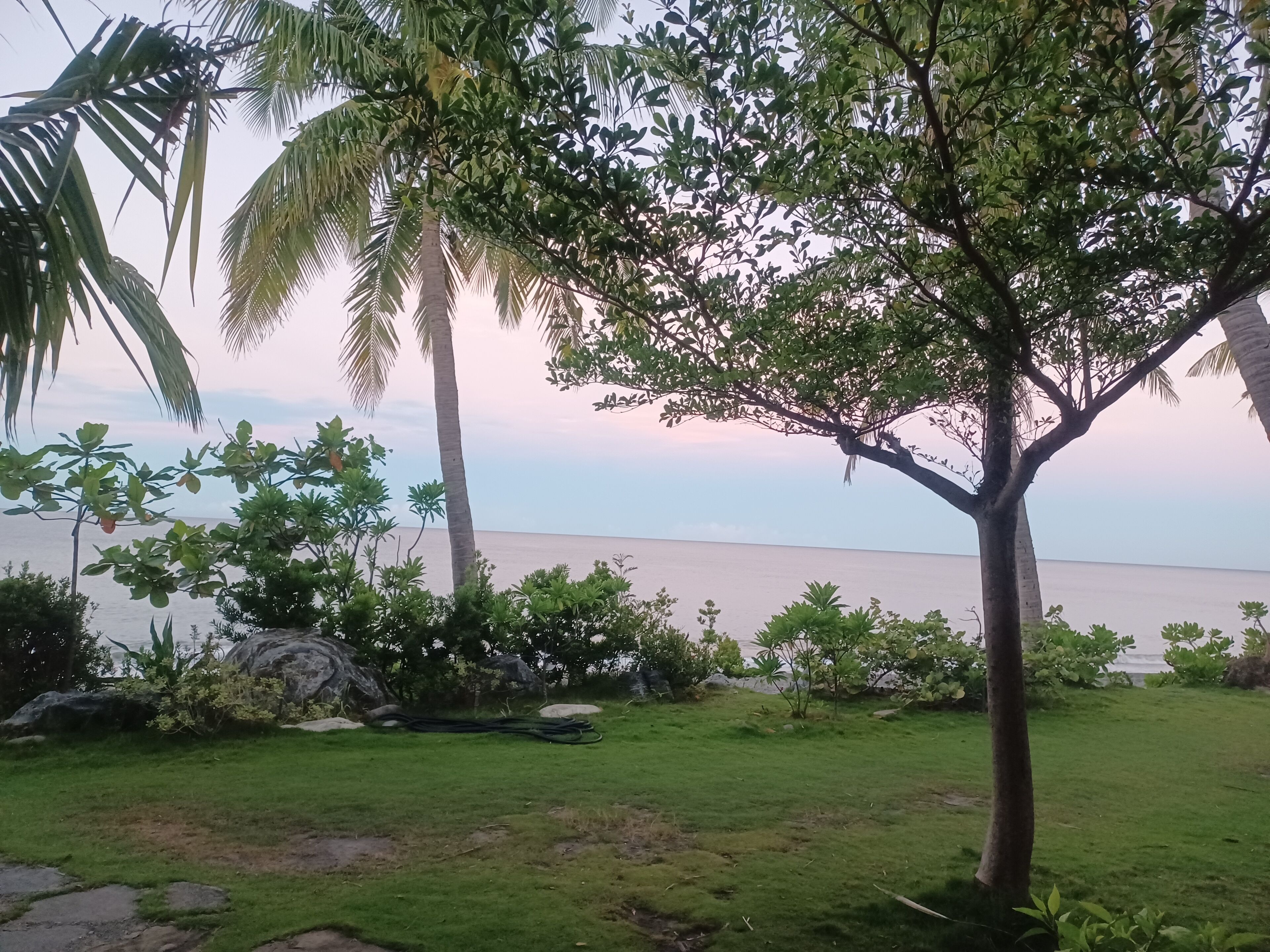 A grassy area with a tree and a view of the sea.