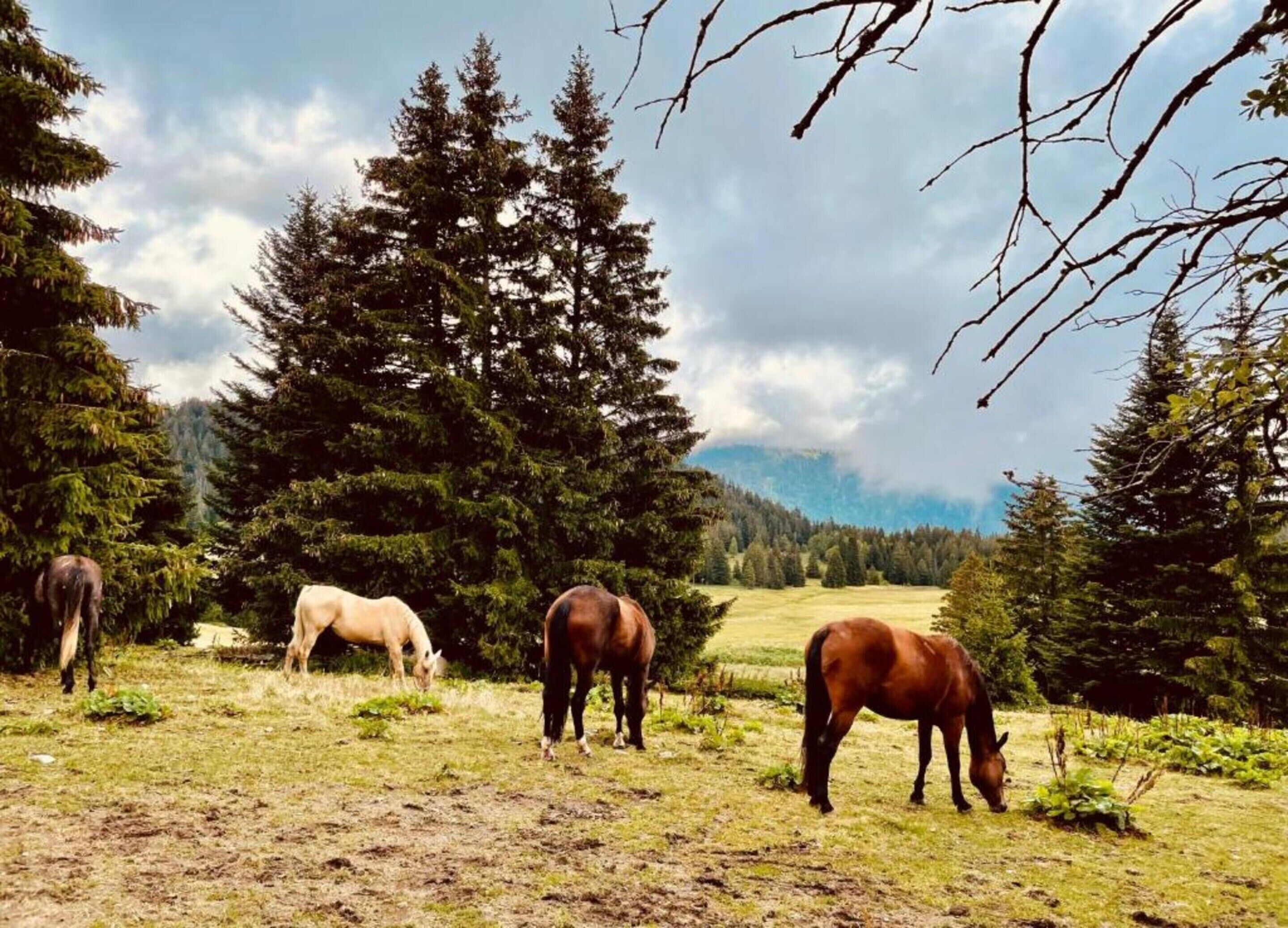 A natural landscape with horses grazing, surrounded by dense trees and a mountainous backdrop.