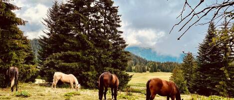 A natural landscape with horses grazing, surrounded by dense trees and a mountainous backdrop.