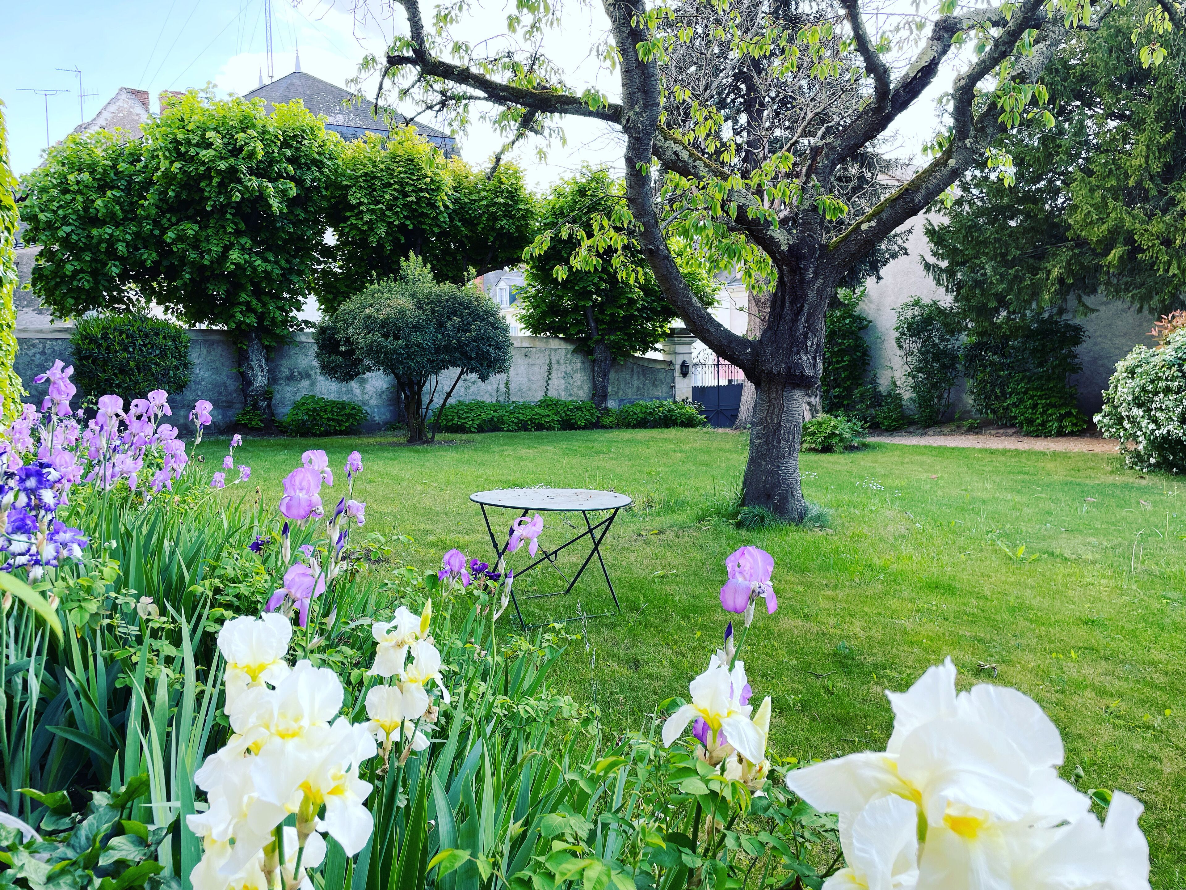 A garden with a lawn, a table, and a tree.